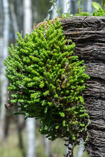 Selektivní Zaměření Jasně Kudrnaté Kudrnaté Vody Milující Rostliny Sedum Mechové — Stock fotografie