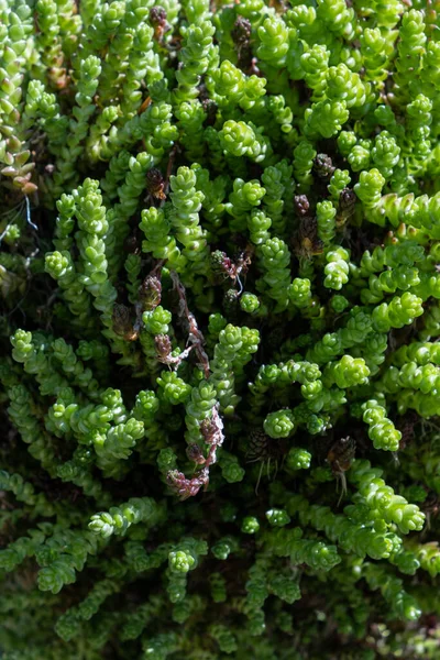 背景鮮やかな巻き毛の水を愛する植物セダム 水体の横に成長する苔生種 北欧多肉植物 — ストック写真