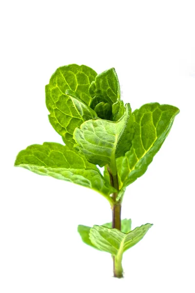 Una Ramita Menta Con Hojas Aisladas Sobre Fondo Blanco — Foto de Stock