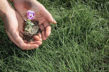 küçük bir viyola çiçeğine yeni bir hayat vermek, bir kızın ellerinde bir menekşe yeşil çimlerin arka planında