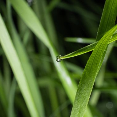 Çimlerin üzerinde bir çiy damlası, arka plandaki yansıma ve diğer çimen yapraklarıyla