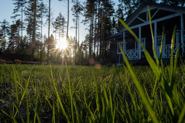 Herbe Juteuse Une Pelouse Fraîche Non Parée Tonte Herbe Coucher — Photo