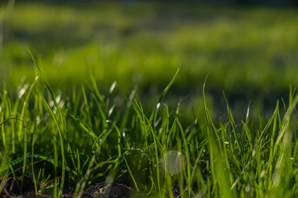 Césped Hierba Los Rayos Del Sol Poniente Hierba Jugosa Jardín —  Fotos de Stock