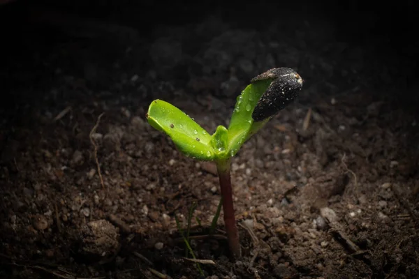 Een Kleine Zonnebloem Spruit Ontsproot Uit Een Zonnebloem Zaad Close — Stockfoto