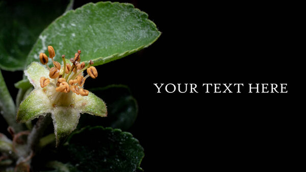 an Apple germ, an Apple blossom on a branch isolated on a black background, a place for text, a frame for a postcard.