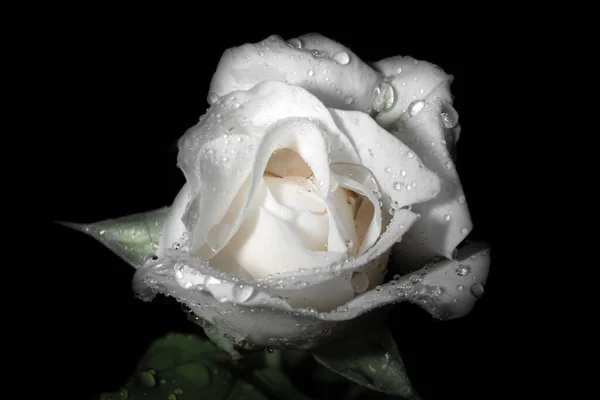 Rose Blanche Avec Des Gouttes Rosée Sur Fond Noir Intimité — Photo