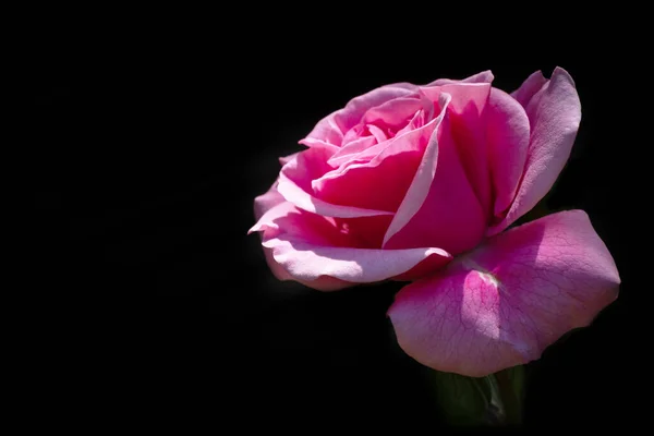 Une Seule Rose Fleurie Est Isolée Sur Fond Noir — Photo