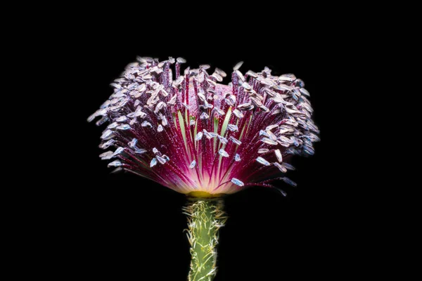 a faded opium poppy isolated on a black background