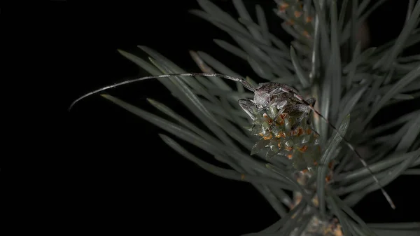 Krásný Hmyz Jehličí Brouk Sedí Hrdě Větvi Stromu Nebo Dlouhé — Stock fotografie