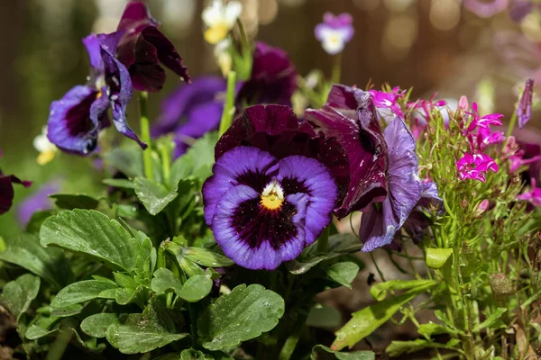 Pestrobarevné Viola Květiny Květinové Keře Pozadí Zahrady — Stock fotografie