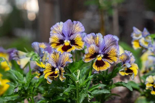 Flori Viola Colorate Tufișuri Flori Fundalul Grădinii — Fotografie, imagine de stoc