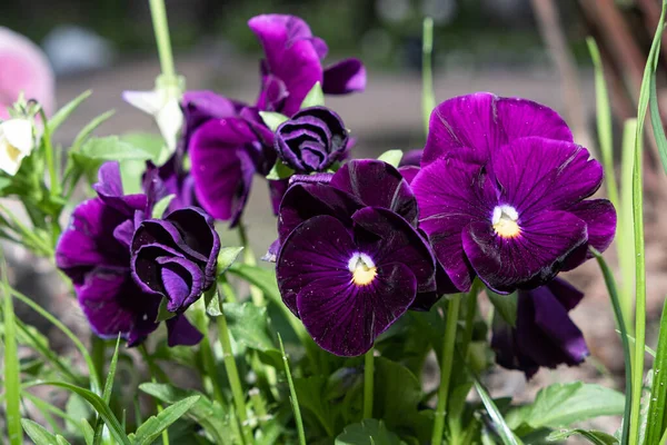 Colorful Viola Flowers Flower Bushes Background Garden — Stock Photo, Image