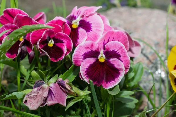 Renkli Viyola Çiçekleri Bahçenin Arka Planında Çiçek Çalıları — Stok fotoğraf