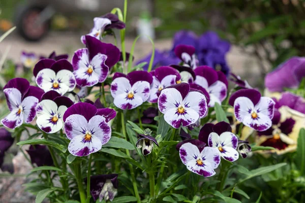 Bonte Twee Kleuren Viola Bloemen Groeien Tuin Violen Van Verschillende — Stockfoto