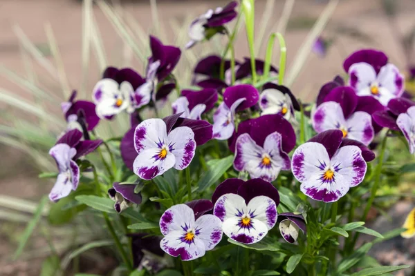 Flores Viola Variegadas Duas Cores Crescem Seu Jardim Violas Cores — Fotografia de Stock