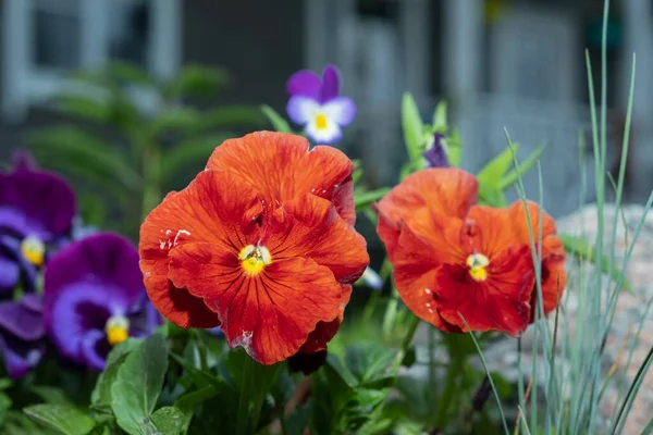 Színes Tüzes Vörös Viola Virágok Nőnek Kertben Viola Növény Különböző — Stock Fotó