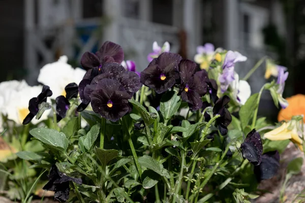 variegated black viola flowers grow in your garden, viola plant of different colors.