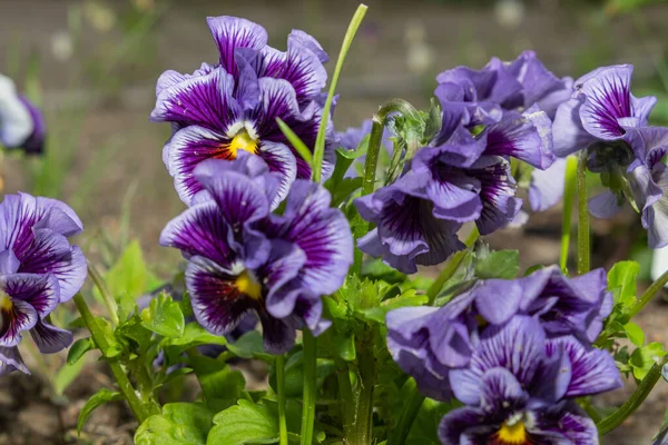 variegated blue and purple viola flowers grow in your garden, viola plant of different colors.