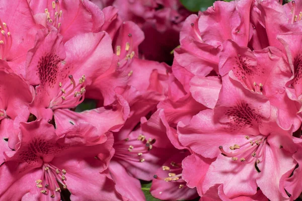Rododendron Kwiaty Całkowicie Wypełnić Przestrzeń Jasne Poziome Tło Kwiatów — Zdjęcie stockowe