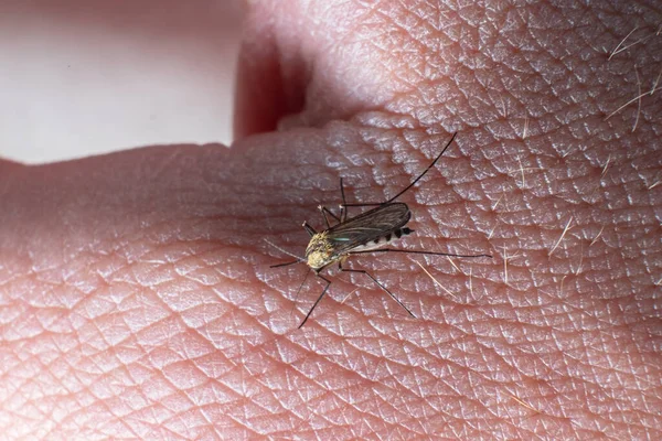 Una Zanzara Morde Una Persona Con Infezioni Trasmesse Insetti — Foto Stock