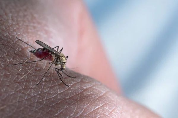 Der Stich Einer Malariamücke Die Mücke Trinkt Blut — Stockfoto