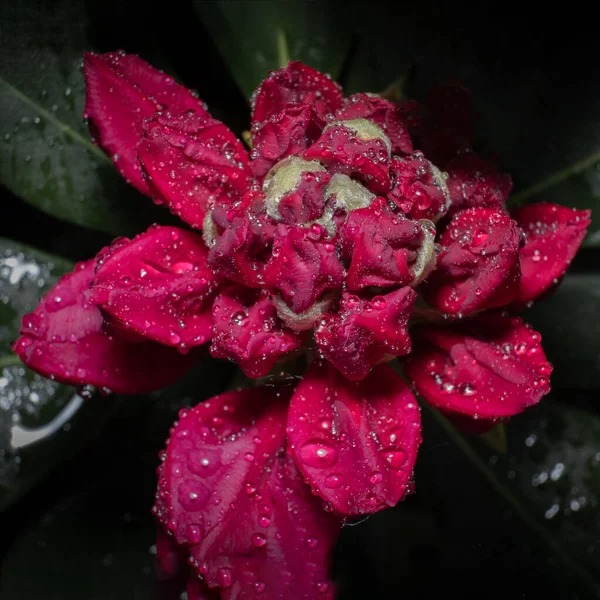 Röd Rik Rhododendron Blomma Svart Bakgrund — Stockfoto