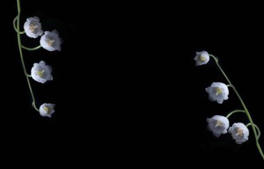 Siyah arkaplanda vadi zambakları. Metin için çerçeve, boşluk ayır..