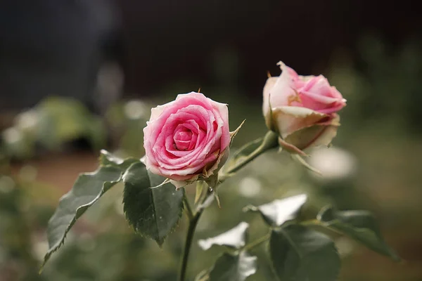 Μια Κάρτα Ένα Λεπτό Ροζ Τριαντάφυλλο Μπους Δύο Μπουμπούκια Τριαντάφυλλο — Φωτογραφία Αρχείου