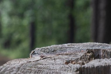 Reklamını yeşil bir arka plan ve ormanla karşılaştır..
