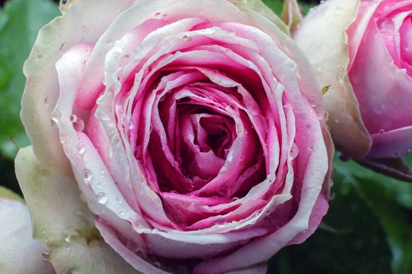 Rose Rose Bourgeon Pour Arrière Plan Vue Dessus Mise Point — Photo