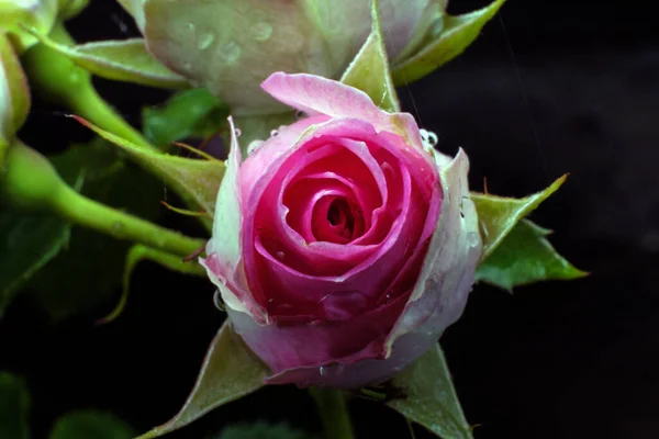 Ένα Ροζ Τριαντάφυλλο Μπαντ Ένα Κλαδί Ένα Όμορφο Λουλούδι Ανθίζει — Φωτογραφία Αρχείου