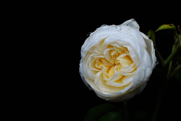 Ημέρα Της Μητέρας Λευκό Τριαντάφυλλο Σύμβολο Της Μνήμης Μαύρο Φόντο — Φωτογραφία Αρχείου