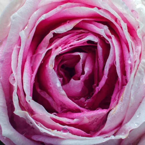 Ροζ Τριαντάφυλλο Bud Για Κοντινό Φόντο Κορυφαία Άποψη Επιλεκτική Εστίαση — Φωτογραφία Αρχείου