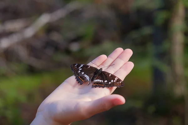 Butterfly Sits Child Neck — стоковое фото