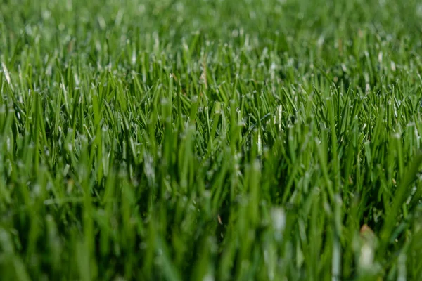 Primavera Verano Campo Hierba Con Fondo Verde Bokeh Borrosa —  Fotos de Stock