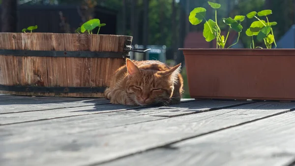 Gatito Rojo Durmiendo Terraza Dulce Sueño Una Mascota Recreación Aire — Foto de Stock