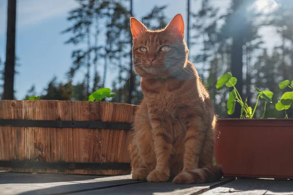 Chat Rouge Assis Sur Terrasse — Photo