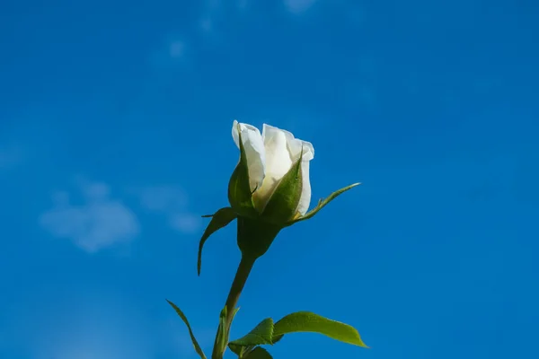 a single white rose on a stem against a blue sky