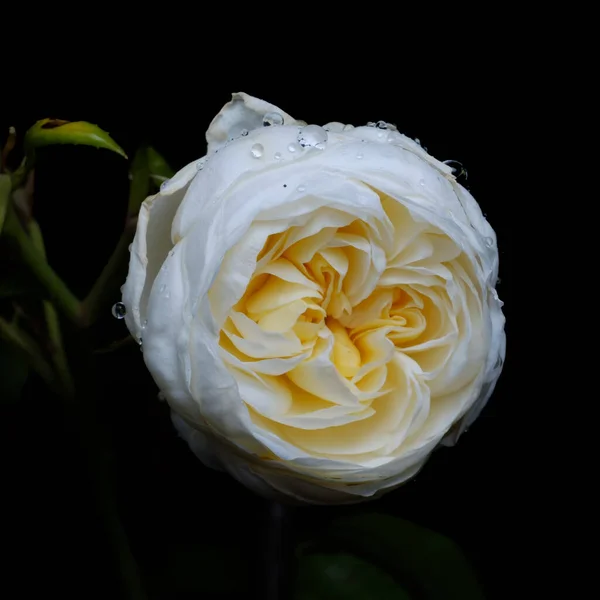 Densa Bela Rosa Branca Bud Fundo Escuro — Fotografia de Stock