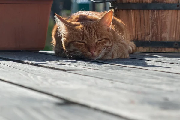 Kırmızı Kedi Yavrusu Terasta Uyuyor Evcil Bir Hayvanın Tatlı Rüyası — Stok fotoğraf