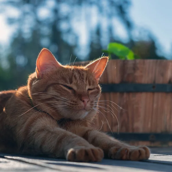 Röd Kattunge Sträcker Sig Efter Söt Dröm — Stockfoto