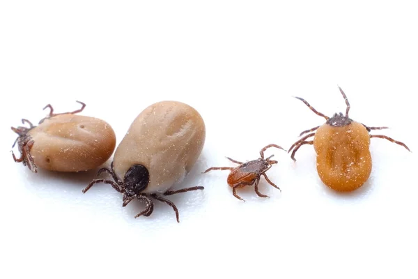 Mite Primavera Sobre Fondo Blanco Cuatro Garrapatas Chupando Sangre Bebiendo — Foto de Stock