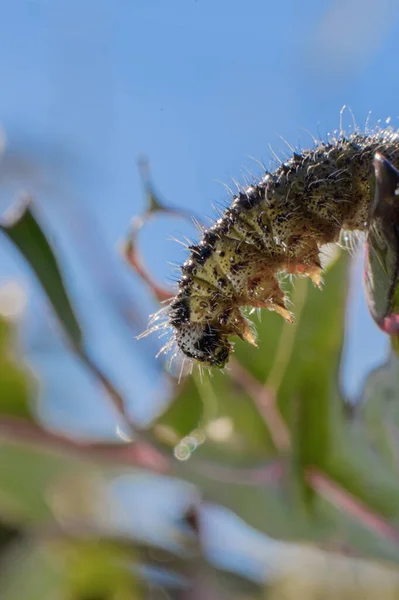 Tırtıl Böcekleri Mahsul Yiyor Yakın Plan Telefon Dikey Yönelimi — Stok fotoğraf