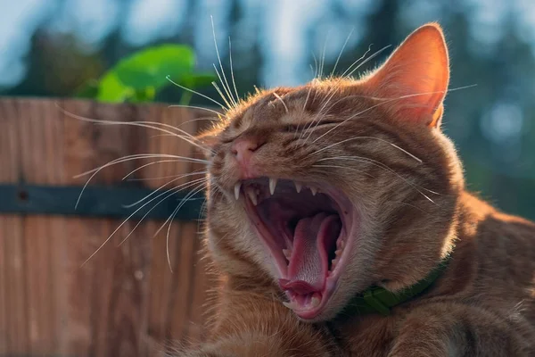 Red Kitten Yawns Lying Nature Basking Sun — Stock Photo, Image
