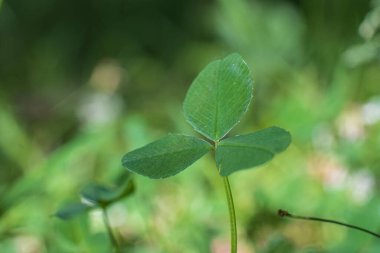 Bir yonca tarlasının arka planında genç sulu yonca