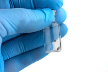 Tehlikeli kan emici böcekler, ensefalitik maytlar, biyolojik adı Dermacentor marginatus, tıbbi test tüpündeki mikrobiyoloji doktorunun ellerinde. Lastik eldivenli bir doktor bir test tüpü tutuyor.