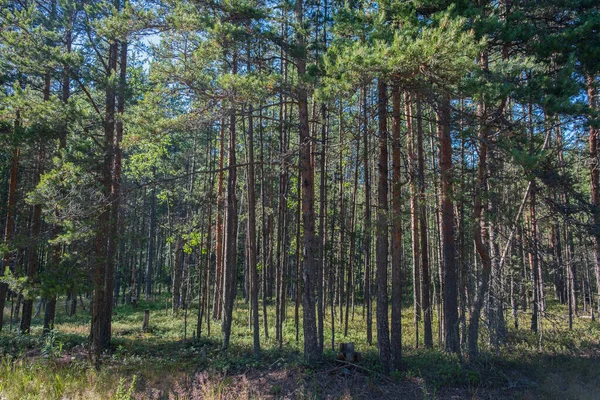 young pine forest, a dense planting of pine trees