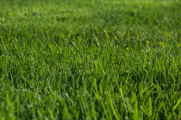 Natur Grönt Gräs Med Bokeh Bakgrund — Stockfoto