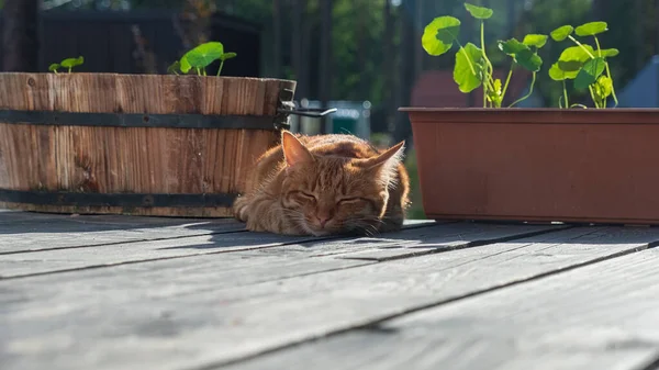 Rotes Kätzchen Schlafend Auf Der Terrasse Süßer Traum Von Einem — Stockfoto