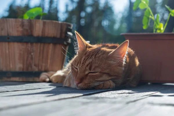 Rotes Kätzchen Schlafend Auf Der Terrasse Süßer Traum Von Einem — Stockfoto